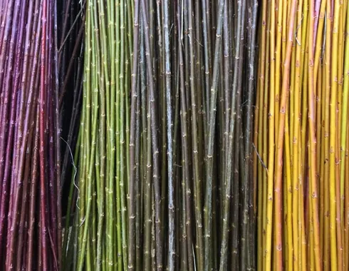 Différentes couleurs naturelles de branches de saule : pourpre, vert, brun, jaune