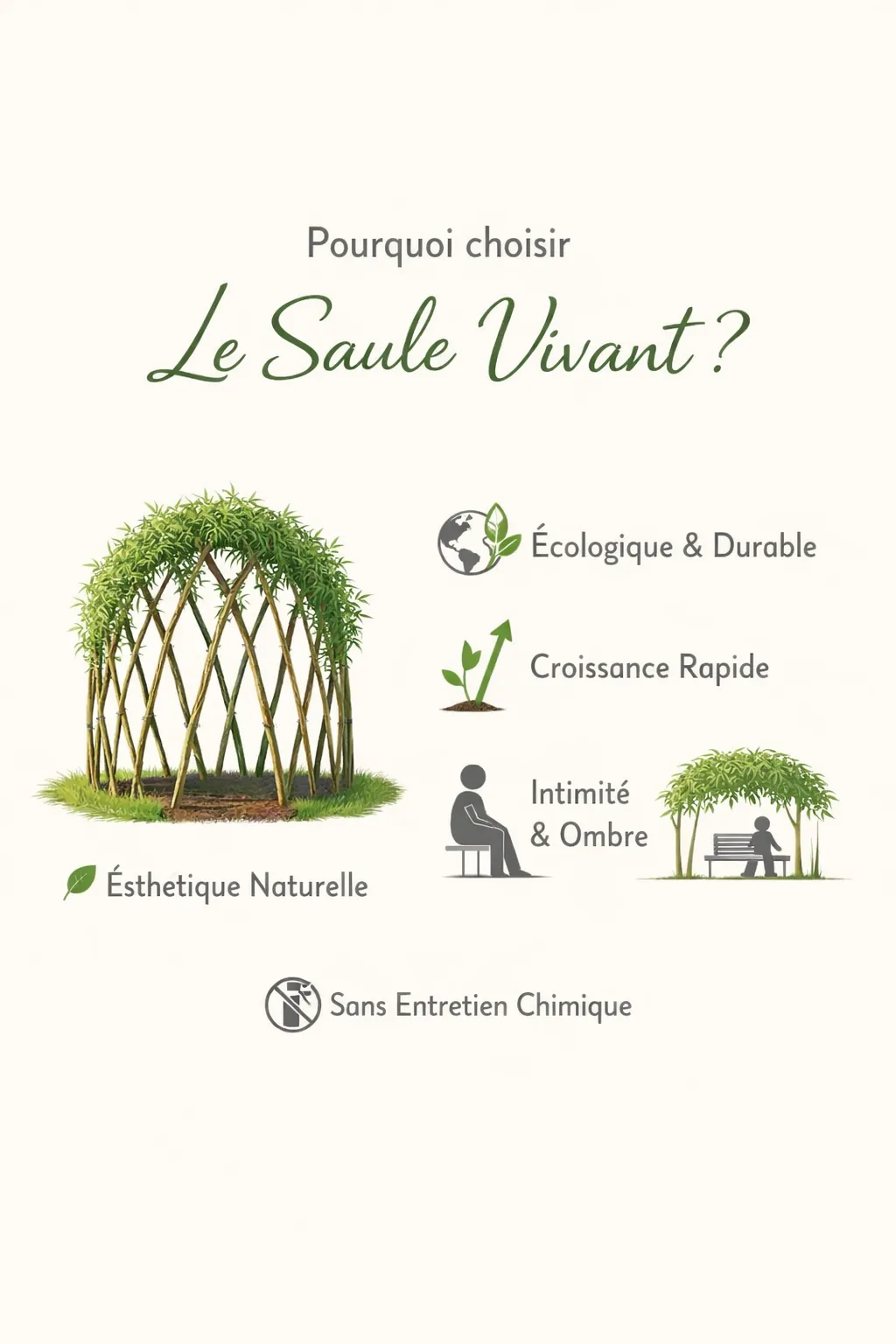 Pourquoi choisir le saule vivant : écologique, croissance rapide, intimité, sans entretien chimique